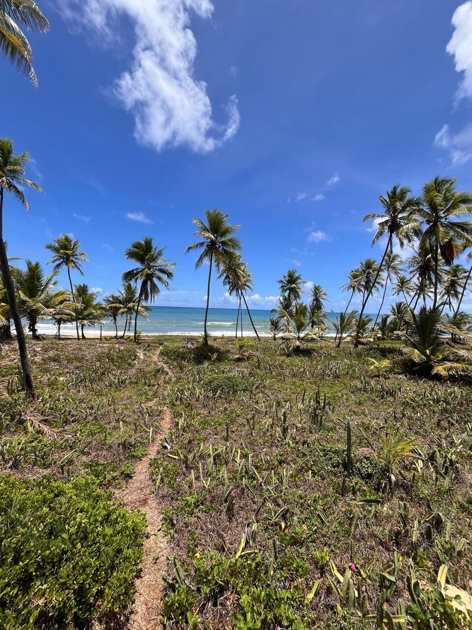 Terreno à venda, 845m² - Centro,Mata de São João
